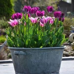 Meet your Posher, Mary